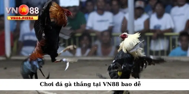 Chơi đá gà thắng tại Vn888 bao dễ