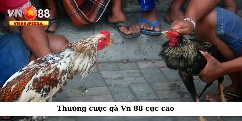 Thưởng cược gà Vn 888 cực cao